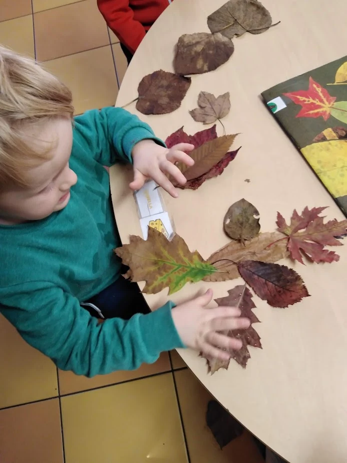 Composizioni con foglie e materiali naturali
